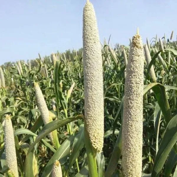 Bajra