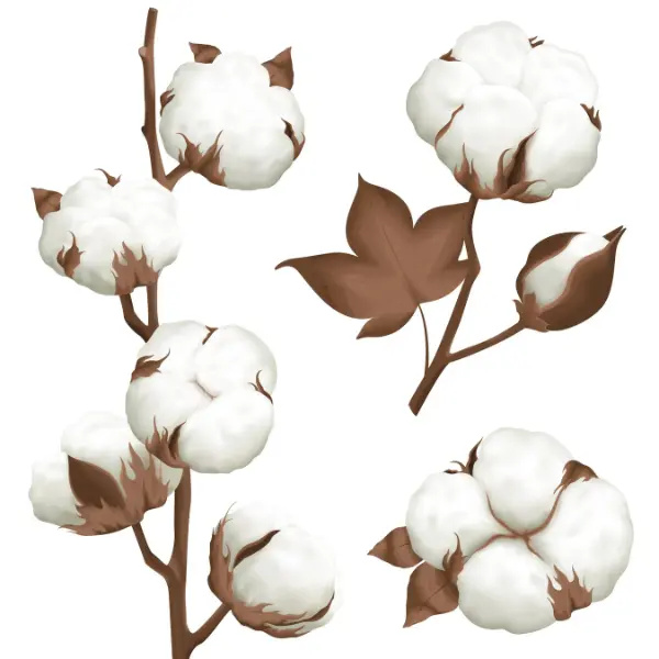 Cotton