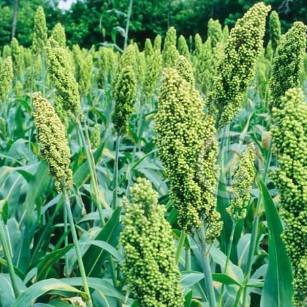 Jowar