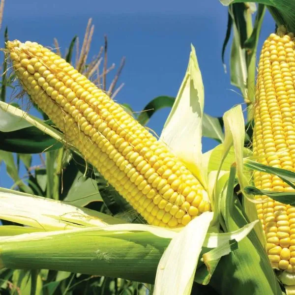 Maize